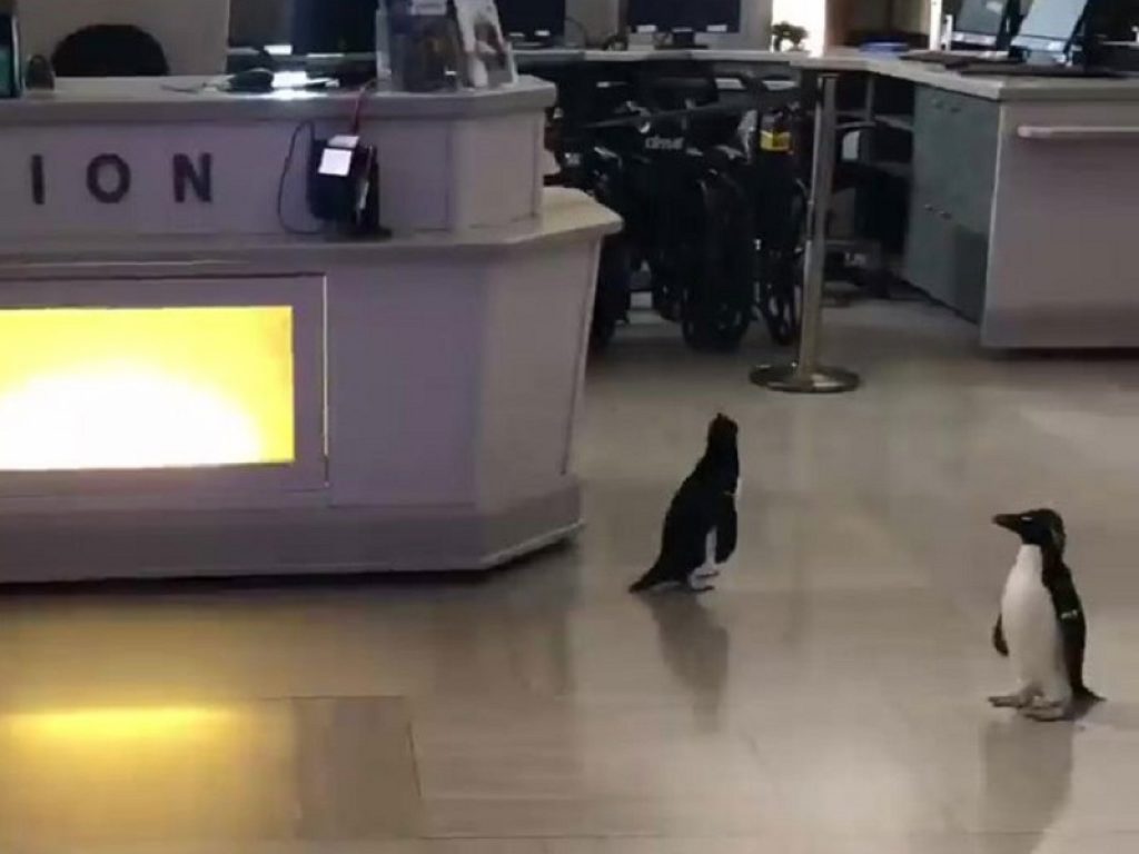 Chiuso agli umani, aperto ai pinguini: la simpatica trovata di un acquario di Chicago costretto a chiudere per l'emergenza Coronavirus negli Stati Uniti