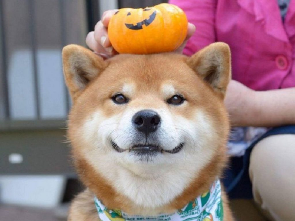 Ryuji, il cane più espressivo di Instagram