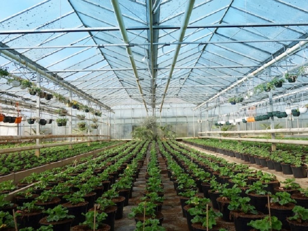 La Russia ha investito negli ultimi 4 anni oltre 200 miliardi di rubli per nuove serre agricole: l'obiettivo di Mosca è ridurre l'import alimentare