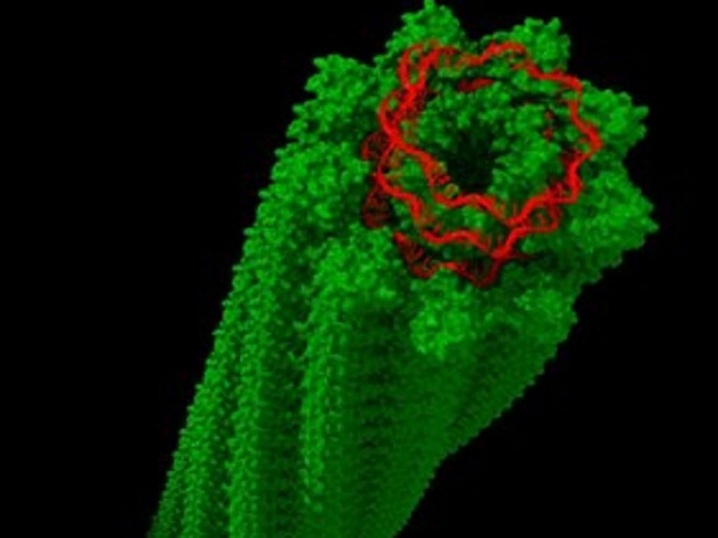 Un team di ricercatori è riuscito a "fotografare" la struttura del Potato Virus X (PVX), un patogeno vegetale molto dannoso per le patate