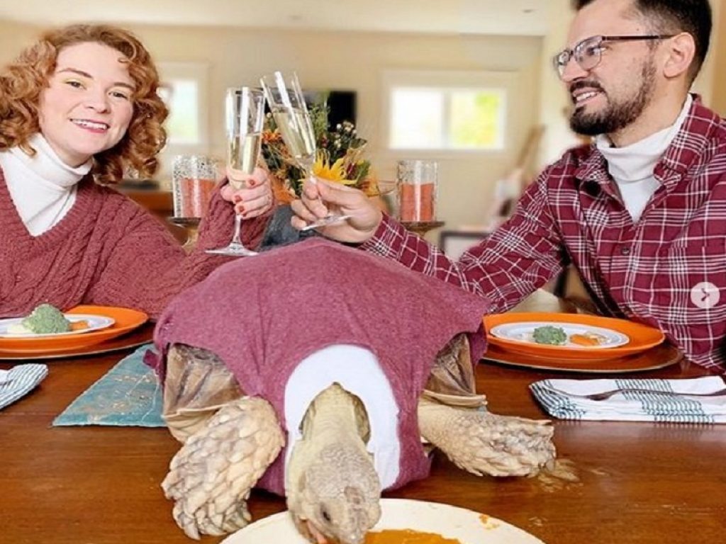 Ethel, la tartaruga glamour che veste alla moda: questa testuggine africana di 9 kg che vive a Sonoma, in California, ha oltre 40 mila follower su Instagram