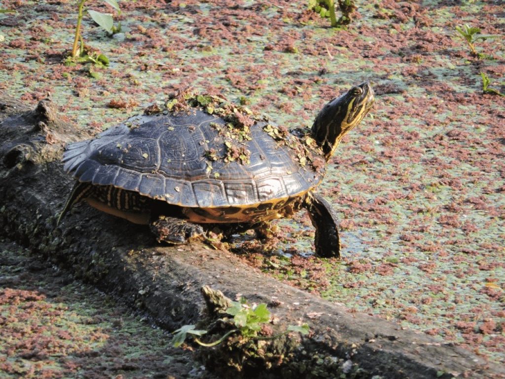 In Sardegna stop alla tartaruga americana