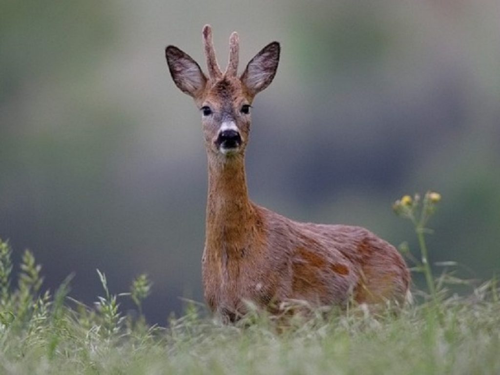 Il capriolo italico torna a popolare i boschi dell’Aspromonte in Calabria