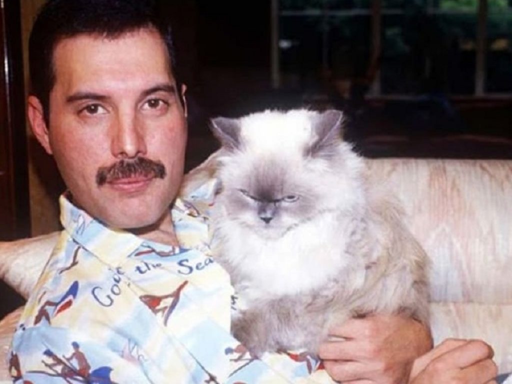 Freddie Mercury e l'amore per i gatti come Delilah, la principessa di casa: le dedicò un pezzo nell'album conclusivo della sua vita, “Innuendo”
