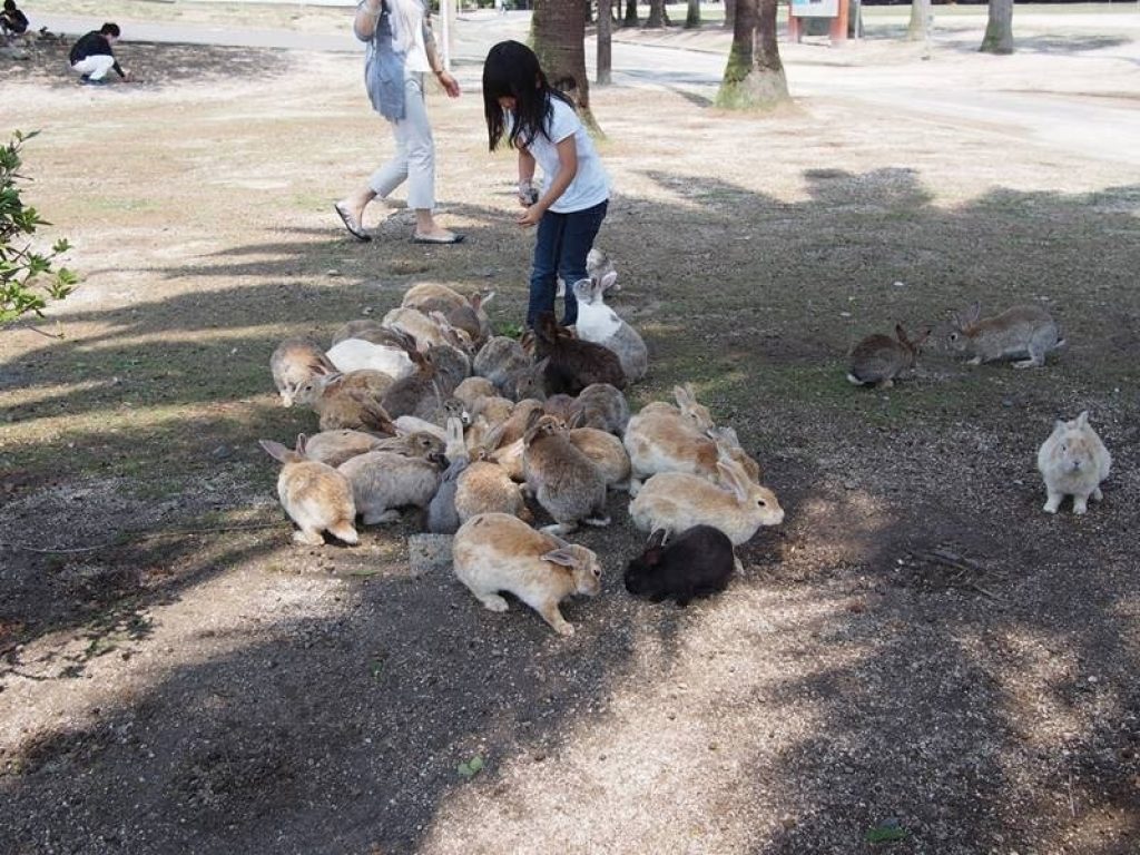 Okunoshima: l'isola dei conigli è in Giappone