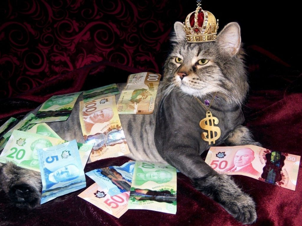 Da JiffPom a Nala Cat: i 10 pet influencer più pagati
