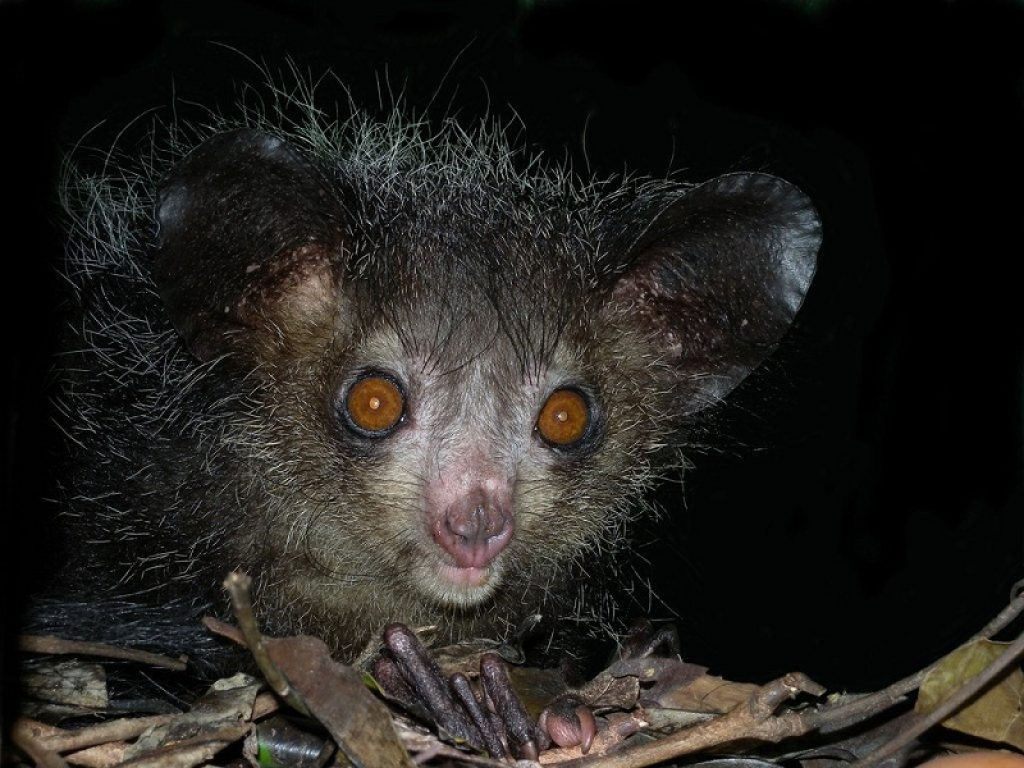 Aye-aye, l'animale più brutto ma dolce del mondo
