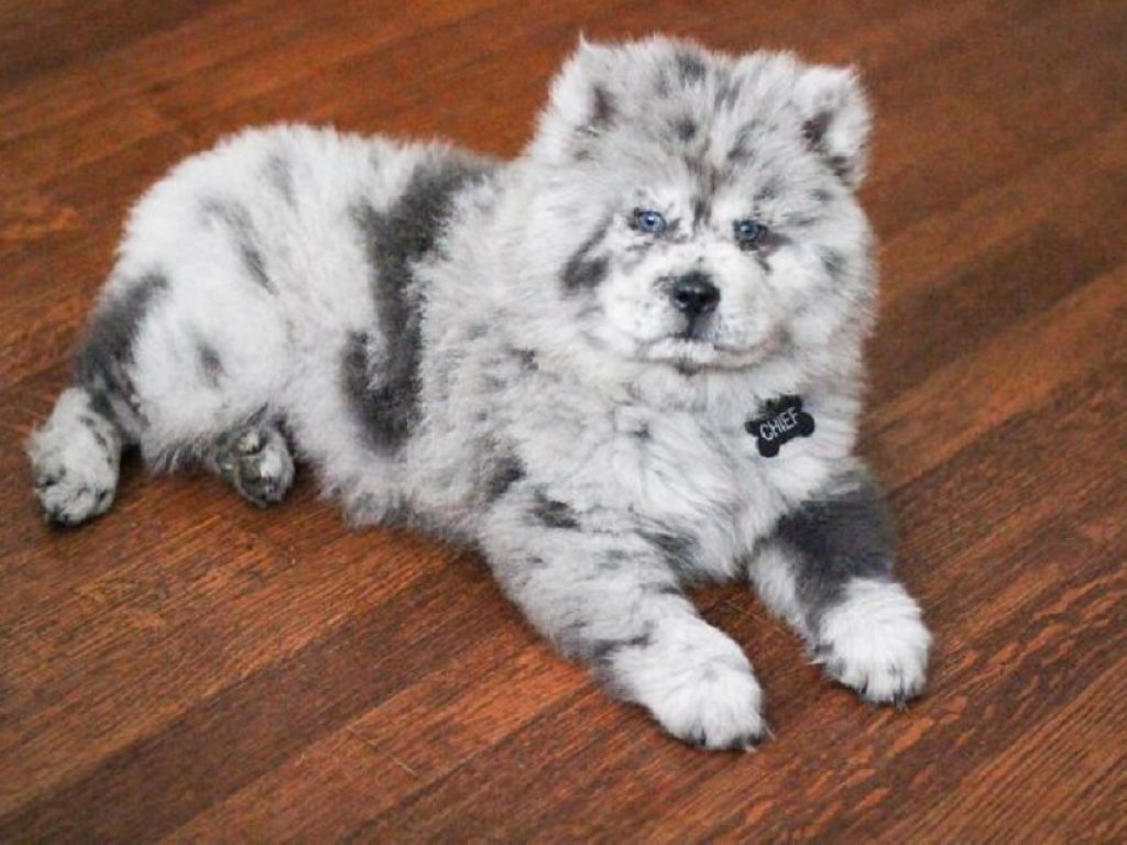 Chief, il cane peluche conquista Instagram