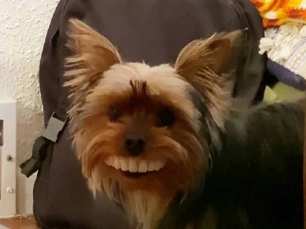 Il video del cane con i denti finti fa impazzire il web