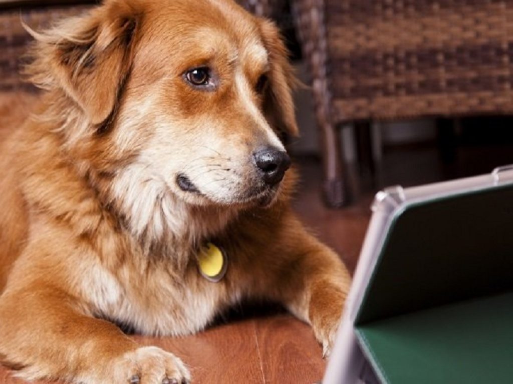I cani riconoscono il padrone in fotografia