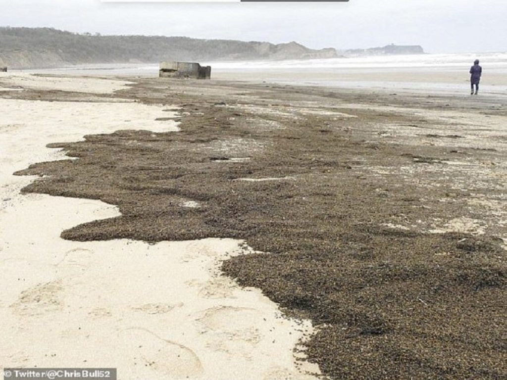 Inghilterra: milioni di coleotteri invadono una spiaggia dello Yorkshire. Gli esperti hanno risolto il mistero di questa incredibile presenza
