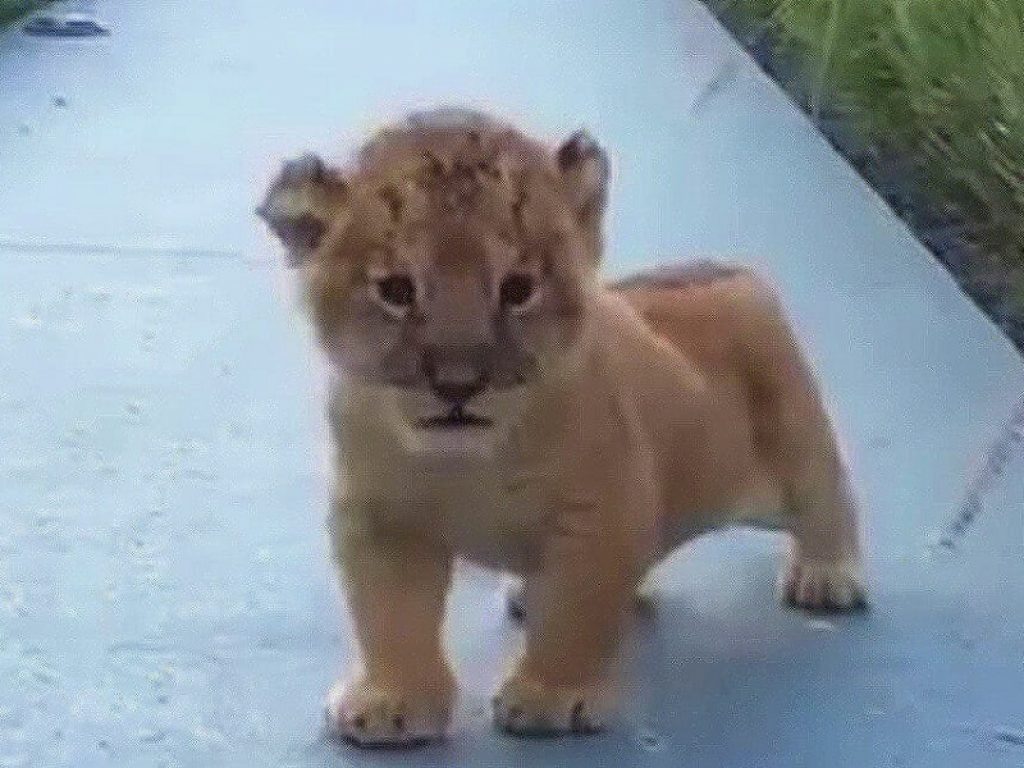 Cucciolo di leone prova a ruggire: il video è virale