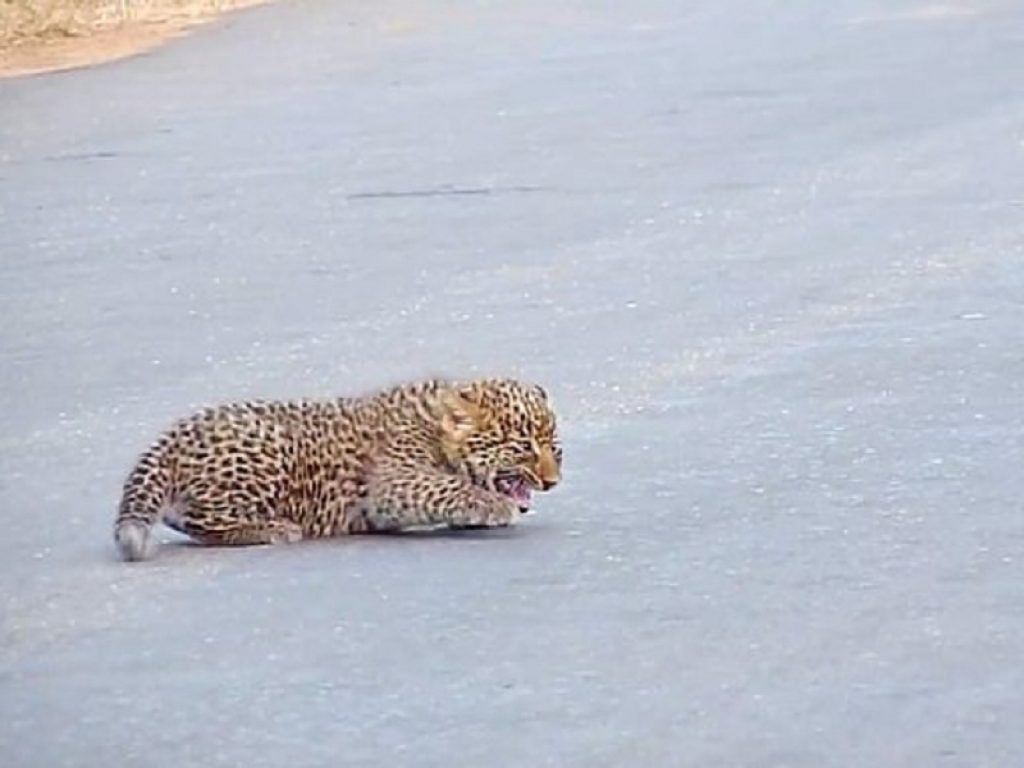 Il cucciolo di leopardo fa i capricci perché non sa attraversare: interviene la mamma che lo aiuta a rimettersi in piedi. Ecco il video