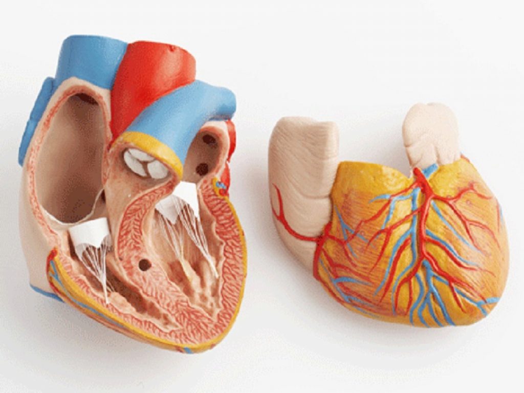 Efficace la terapia con anticoagulanti orali diretti (DOAC) dopo un ictus ischemico acuto o un attacco ischemico transitorio (TIA) legato a fibrillazione atriale (AF)