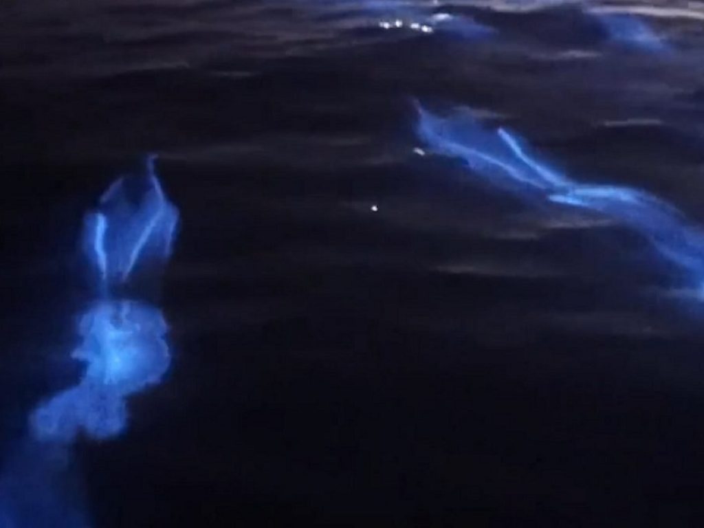 Delfini fluorescenti nuotano nelle acque di Newport Beach