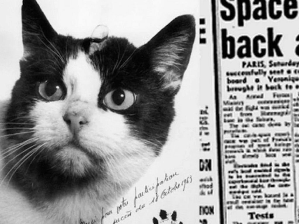 La storia di Felicette, il primo gatto nello spazio