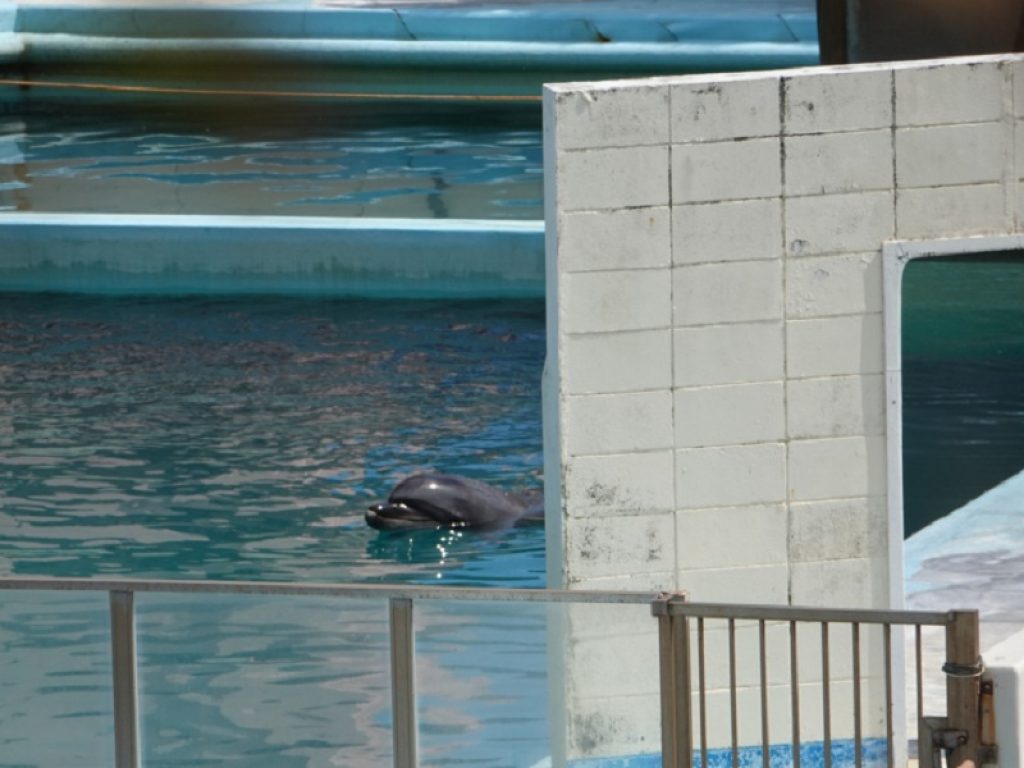 In Giappone è morto Honey, il delfino più solo del mondo: l'animale era chiuso dal gennaio 2018 in una prigione d’acqua
