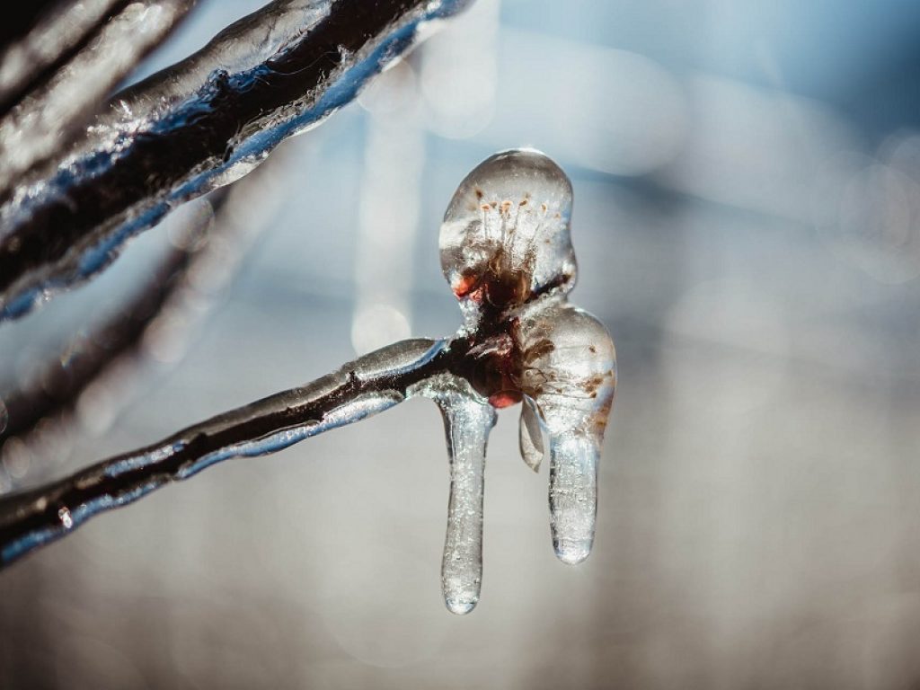 In Val Venosta il ghiaccio che salva le mele