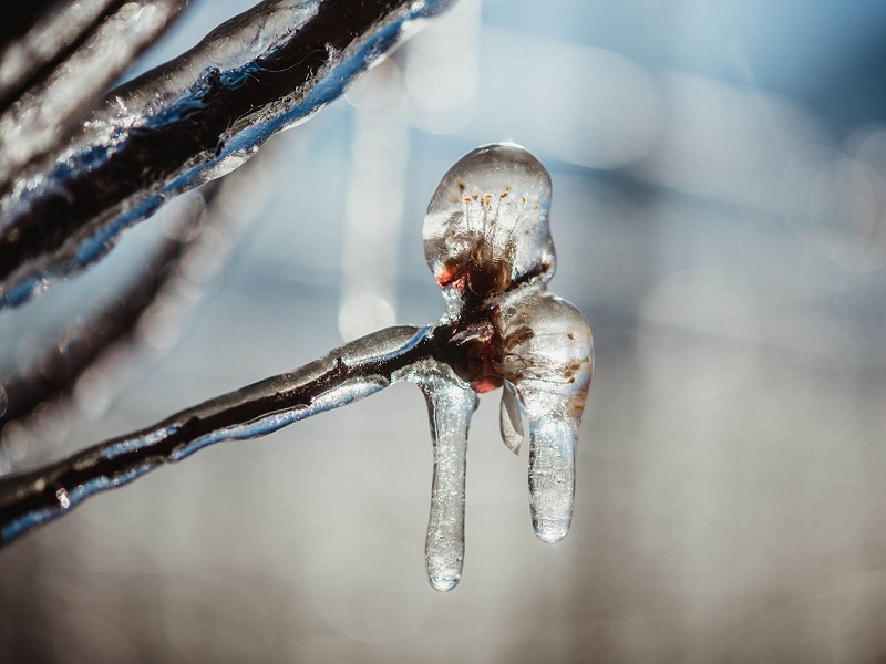In Val Venosta il ghiaccio che salva le mele