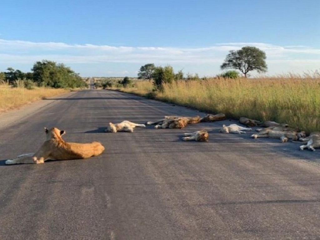 Sudafrica senza turisti: leoni si riposano in strada