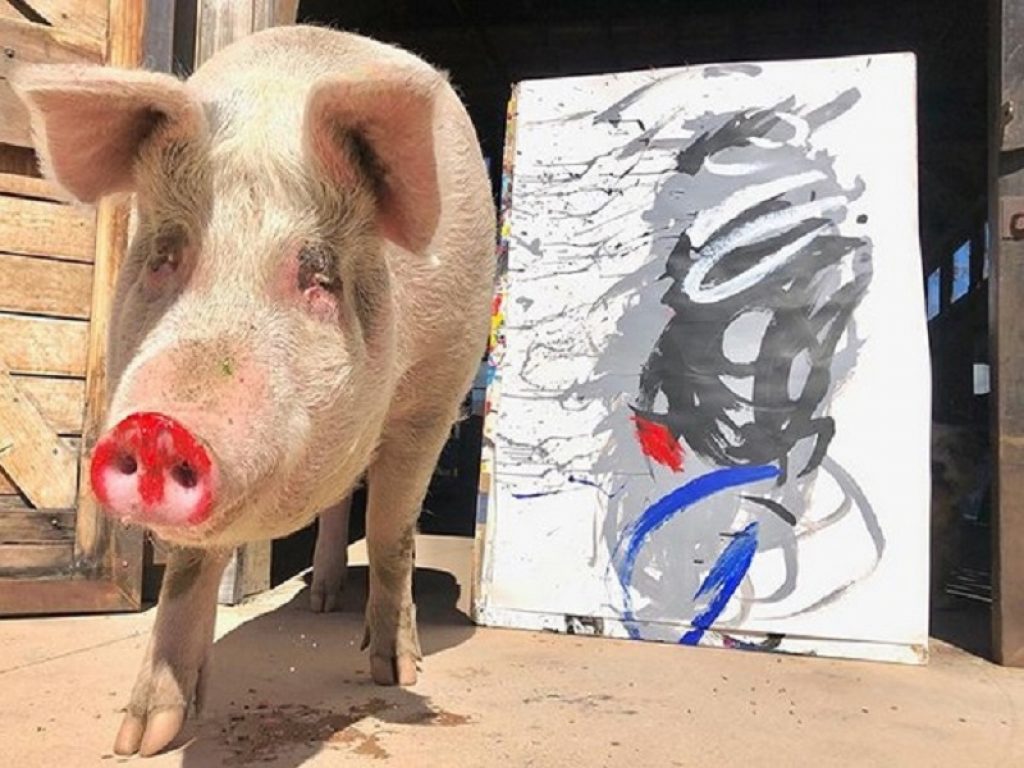 Pigcasso è l’incredibile maiale che dipinge come un vero artista: i suoi quadri valgono migliaia di euro e sono stati anche esposti in una mostra