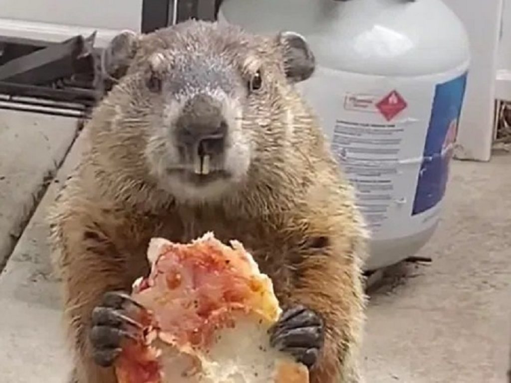 Marmotta dispettosa si mangia la pizza davanti ai cani chiusi in casa: il video è diventato virale, facendo sorridere migliaia di persone