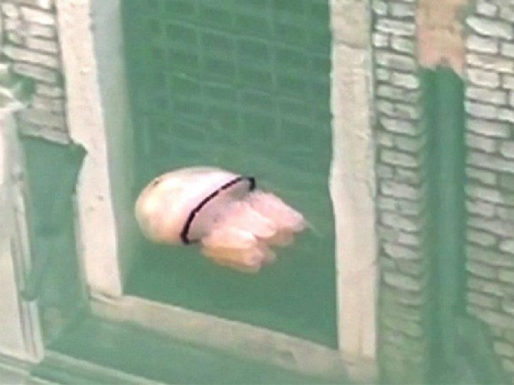 L’acqua di Venezia torna limpida e una medusa nuota libera per i canali: la protagonista del video è una Rhizostoma pulmo