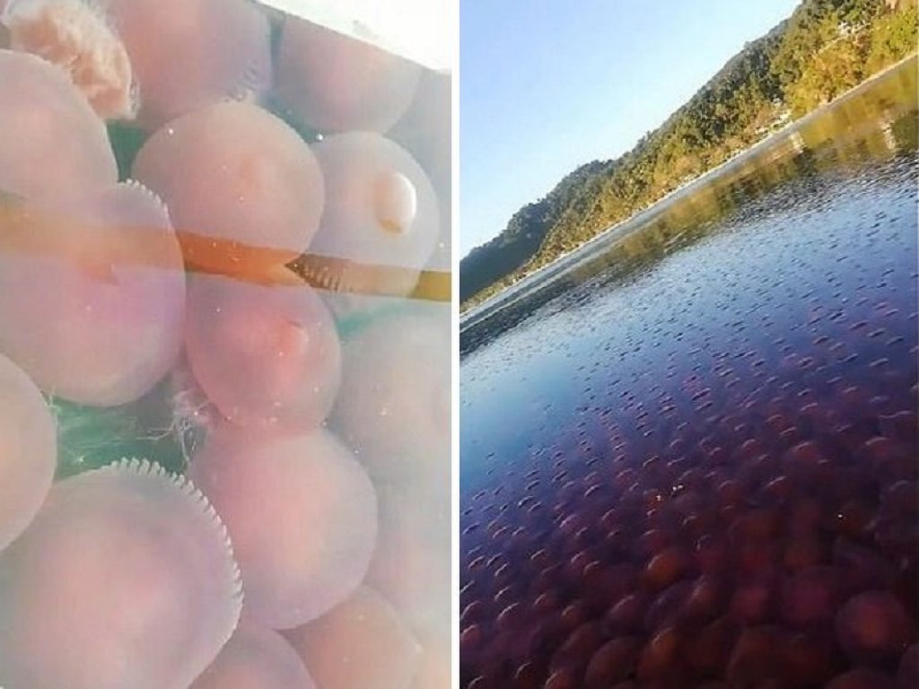 Filippine: migliaia di meduse rosa invadono il mare