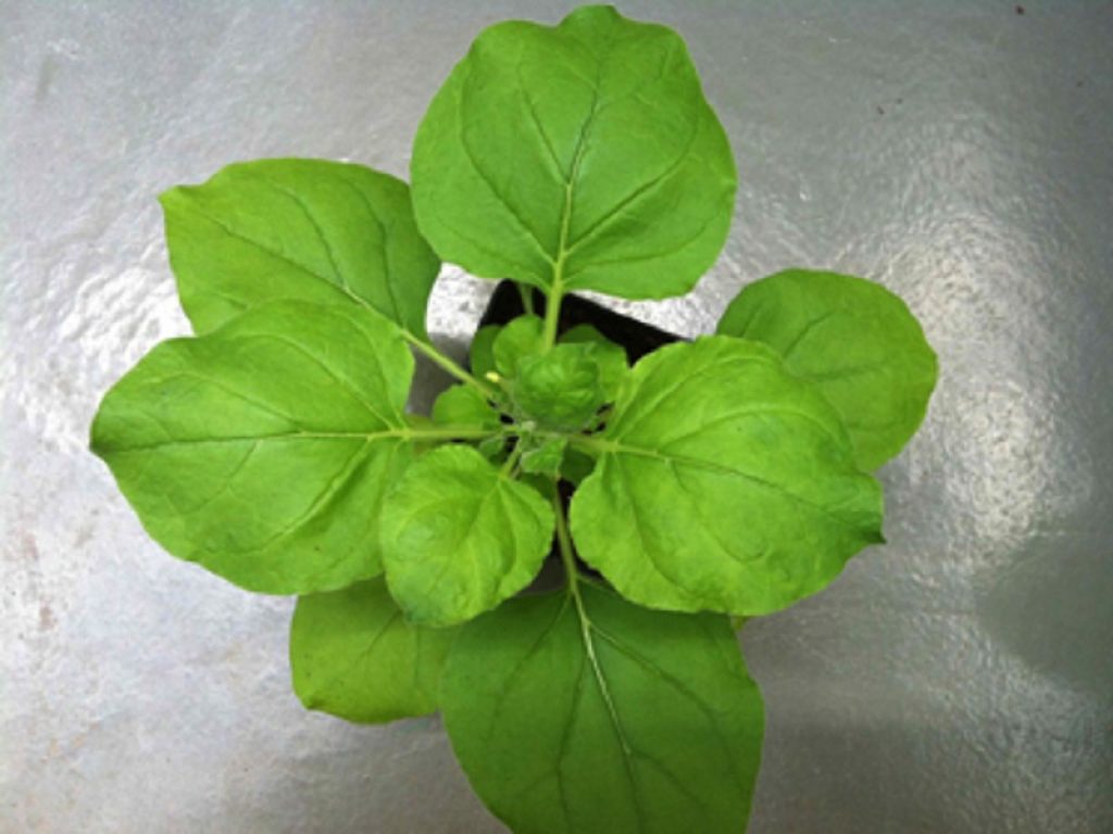 Lotta al Coronavirus: a disposizione della comunità scientifica mondiale il genoma decodificato della Nicotiana benthamiana, pianta originaria dell’Australia