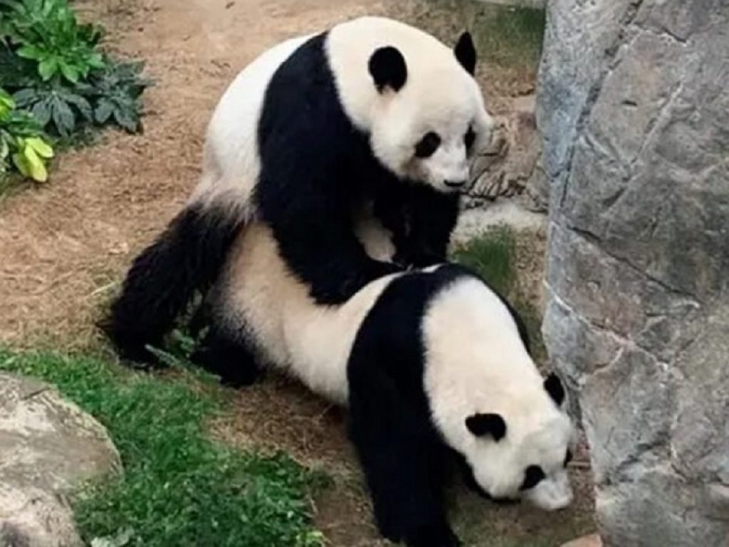 Panda a luci rosse: allo zoo di Hong Kong primo accoppiamento in 10 anni. La speranza è quella di una gravidanza naturale