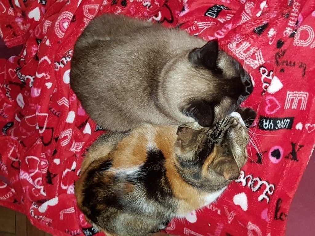 Pet Carpet Film Festival: al via la terza edizione