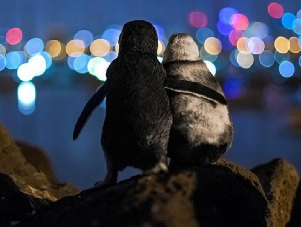 Le foto dei pinguini abbracciati commuovono il web