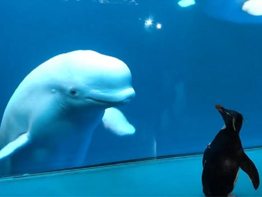 Il simpatico incontro tra un pinguino e i beluga nell’acquario – VIDEO