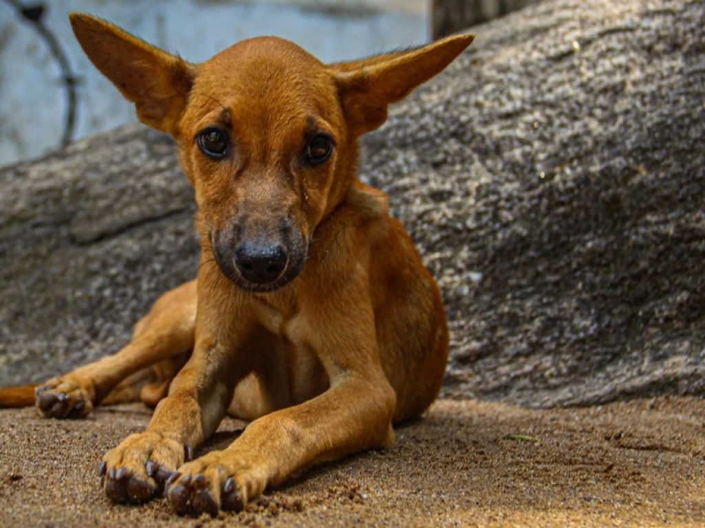Detenere i cani in condizioni incompatibili è maltrattamento. Condannata la donna di Alessandria che aveva in casa 101 cani