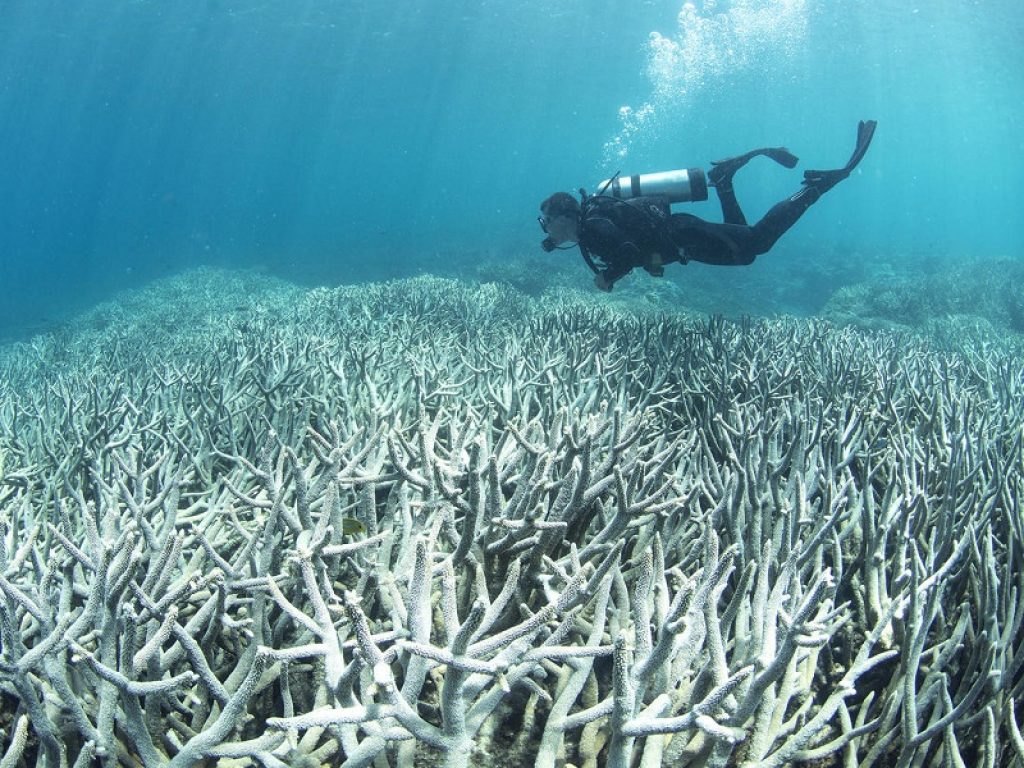 Grande Barriera Corallina: è allarme sbiancamento