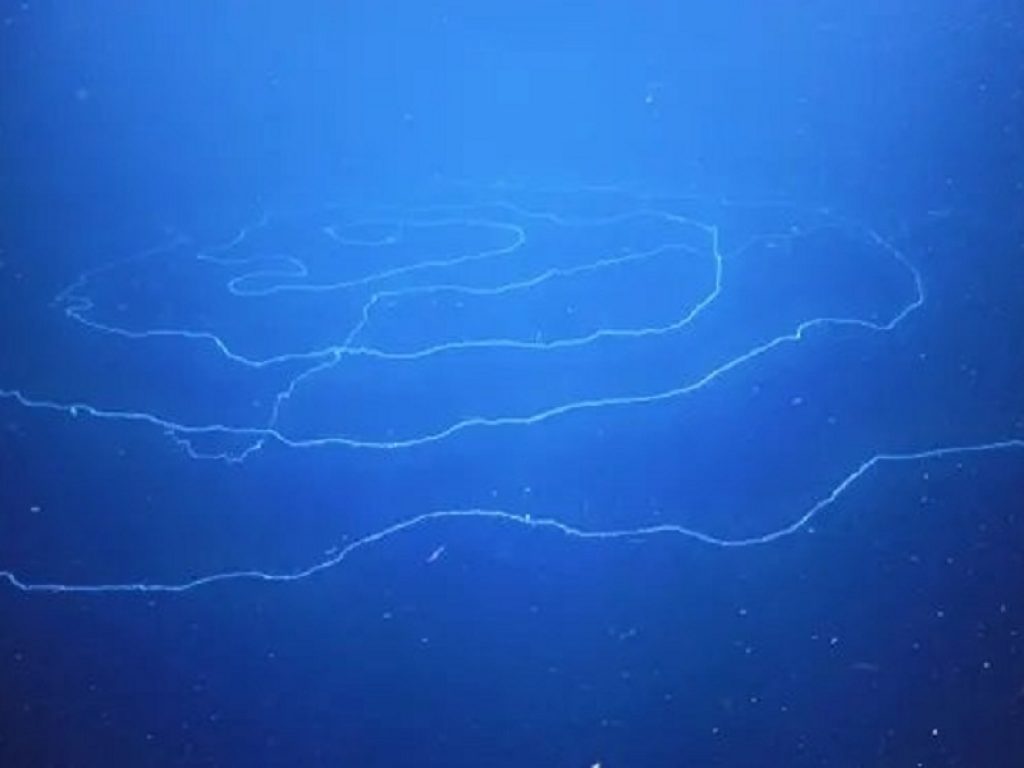 L'animale più lungo del mondo è un sifonoforo