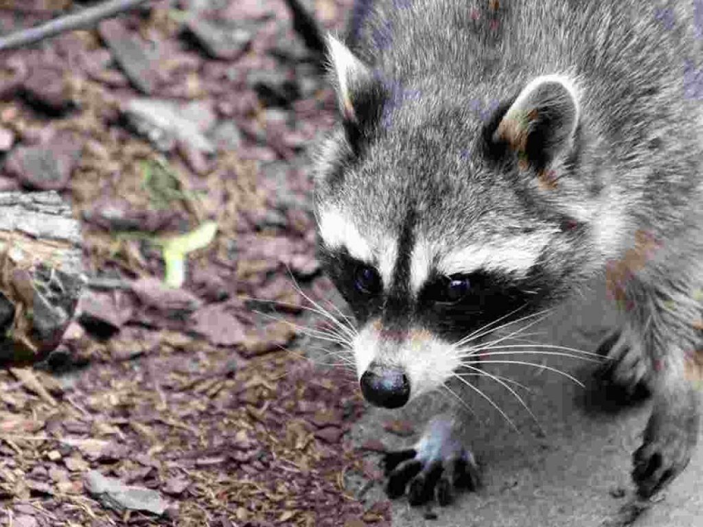 Mammiferi e pesci: in Italia aumentano specie aliene