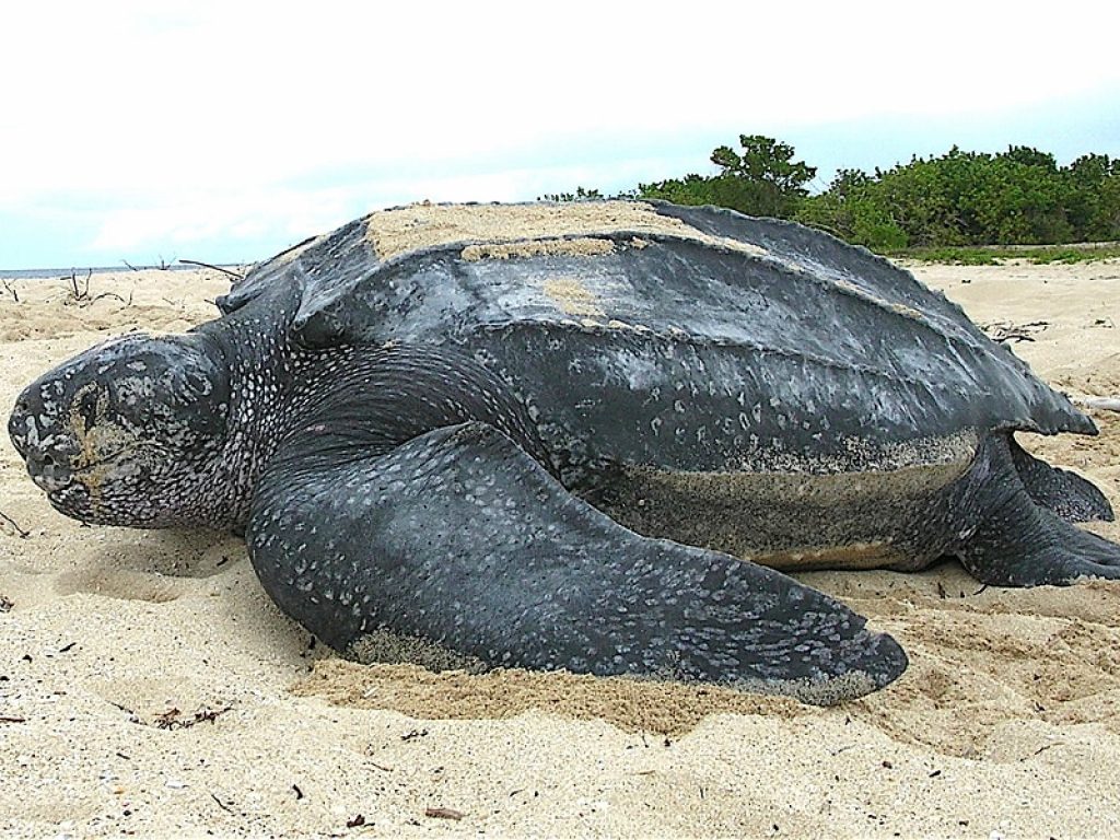 Thailandia: sulle spiagge tornano le tartarughe liuto