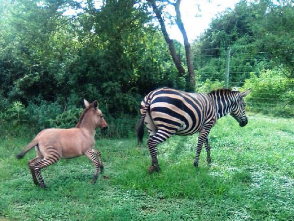 Kenya, nato un raro cucciolo di Zonkey