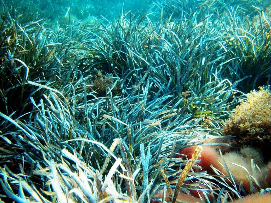 L'ISPRA ha pubblicato le linee guida La Spiaggia Ecologica: gestione sostenibile della banquette di Posidonia oceanica sugli arenili del Lazio