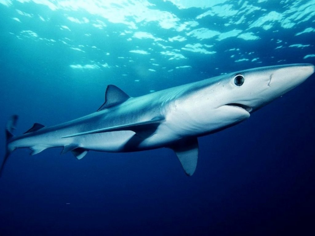 Squalo azzurro avvistato sulla riva della Baia di Soverato