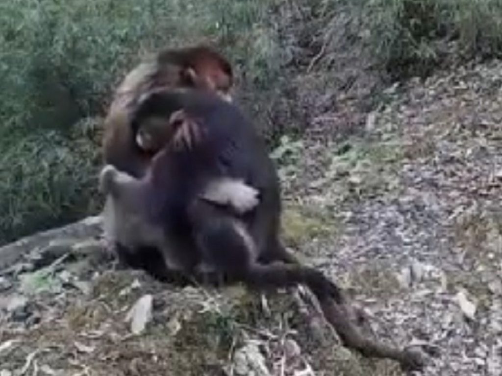 Le scimmiette si abbracciano: il video è virale
