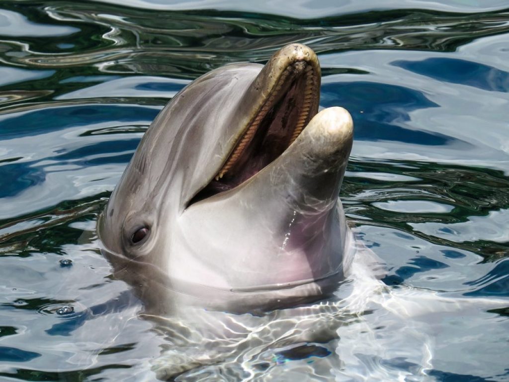 Mystique, il delfino che porta doni dall’oceano in cambio di cibo, è una star in Australia: ecco il video del curioso cetaceo