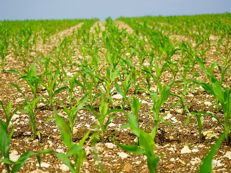 Edizione 2021 della Banca nazionale delle Terre Agricole di Ismea al via oggi: in vendita oltre 16mila ettari di terreni agricoli, ecco come fare
