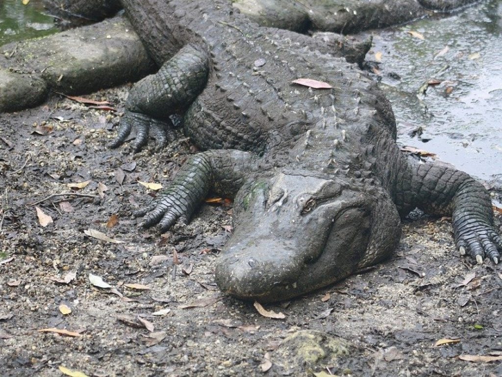 Allo zoo di Mosca è morto Saturn, l'alligatore di Hitler