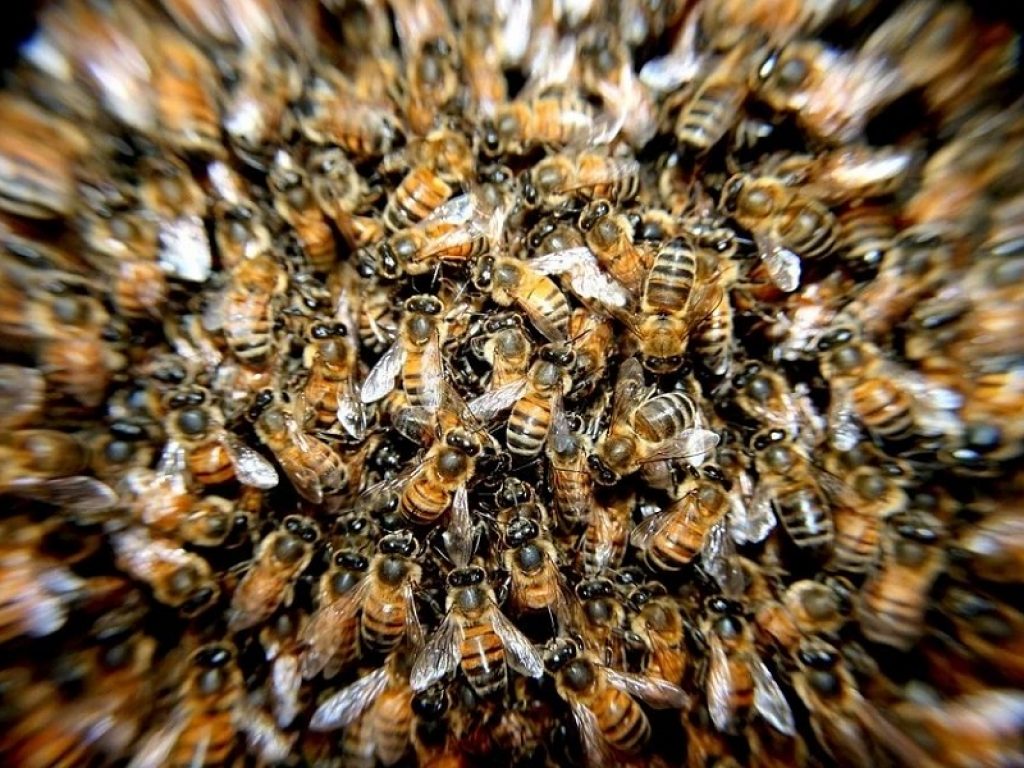 Negli USA sciame di api attacca e uccide 3 cani