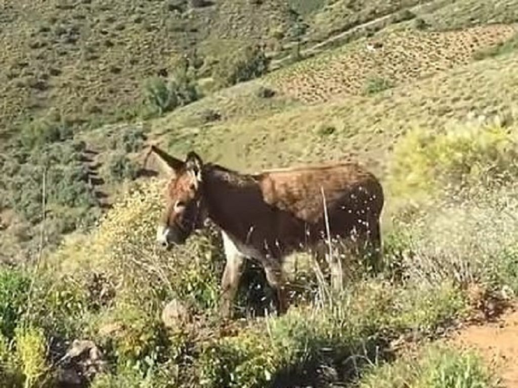 Asino rivede il padrone e piange: ecco il video