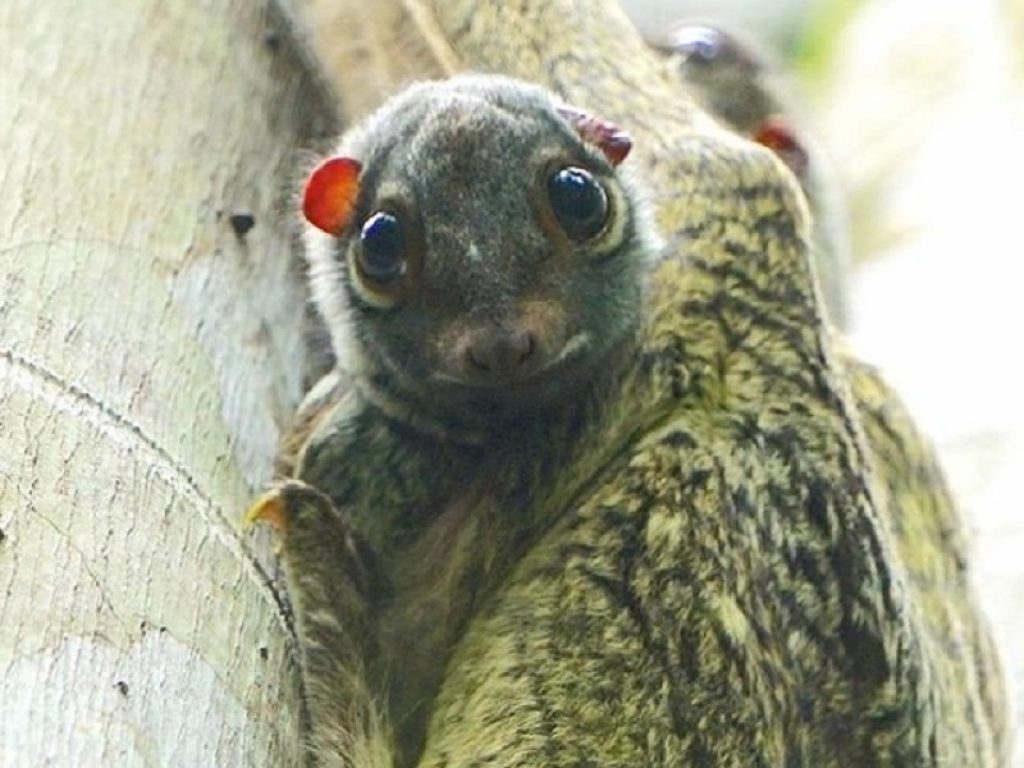 Il video della mamma colugo conquista il web