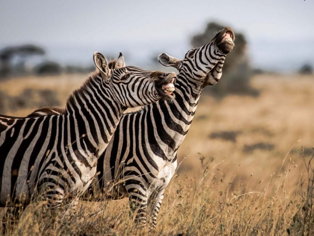 Dalla zebra che ride all’orso pigrone: tornano i Comedy Wildlife Awards, il concorso fotografico che premia il lato divertente degli animali