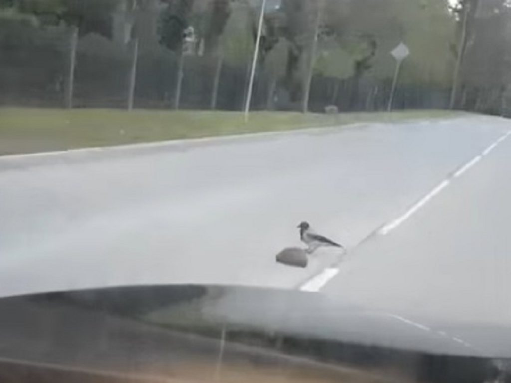 Cornacchia aiuta riccio ad attraversare la strada